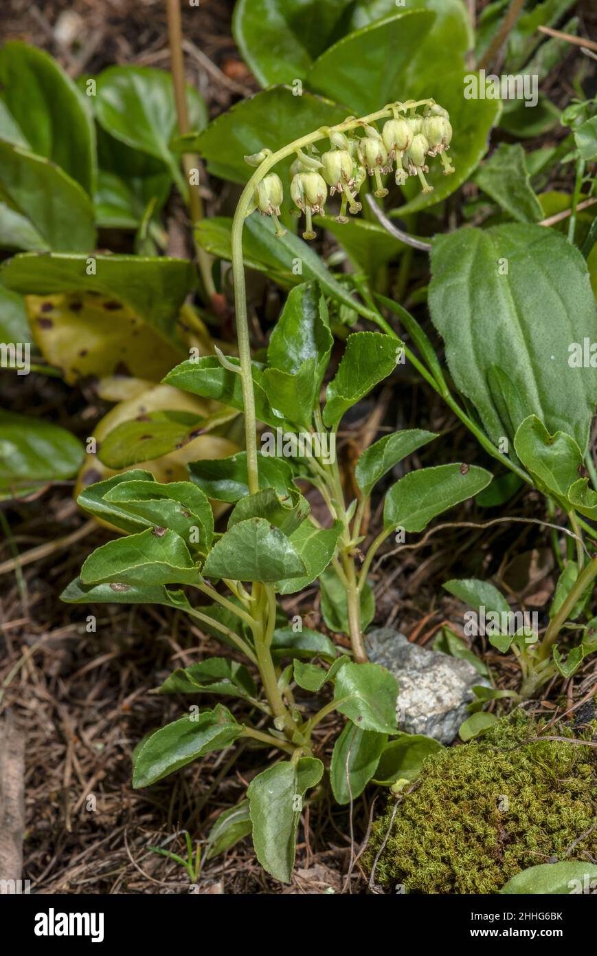 Serrated wintergreen, Orthilia secunda, in flower. Stock Photo