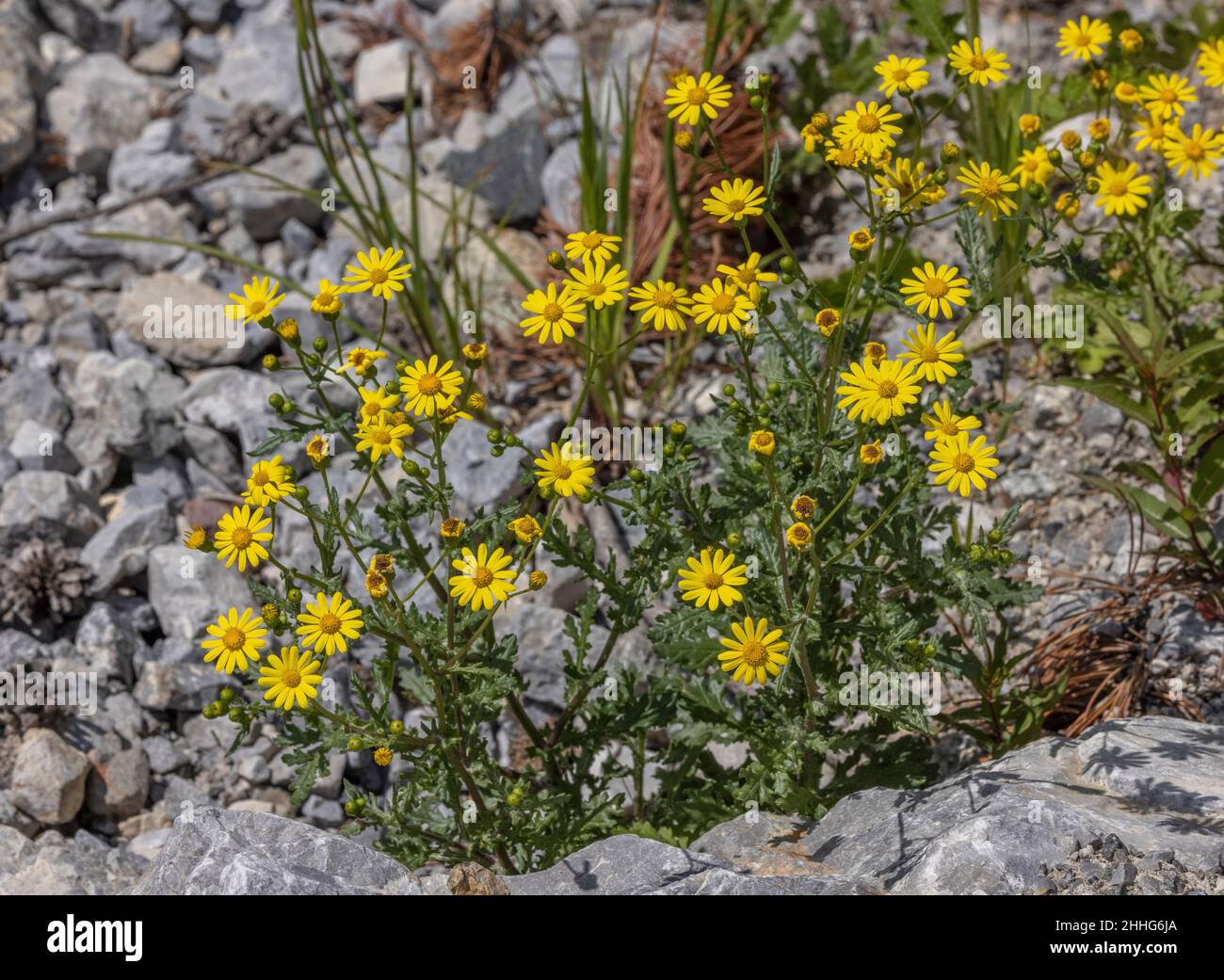 Rock Ragwort, Senecio squalidus subsp. rupestris, in flower on rocky scree, Swiss Alps. Stock Photo