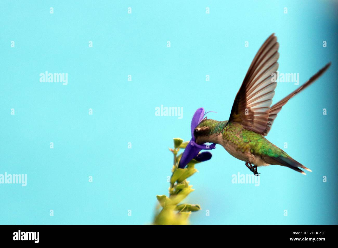 Hummingbird feeds on tasty nectar Stock Photo