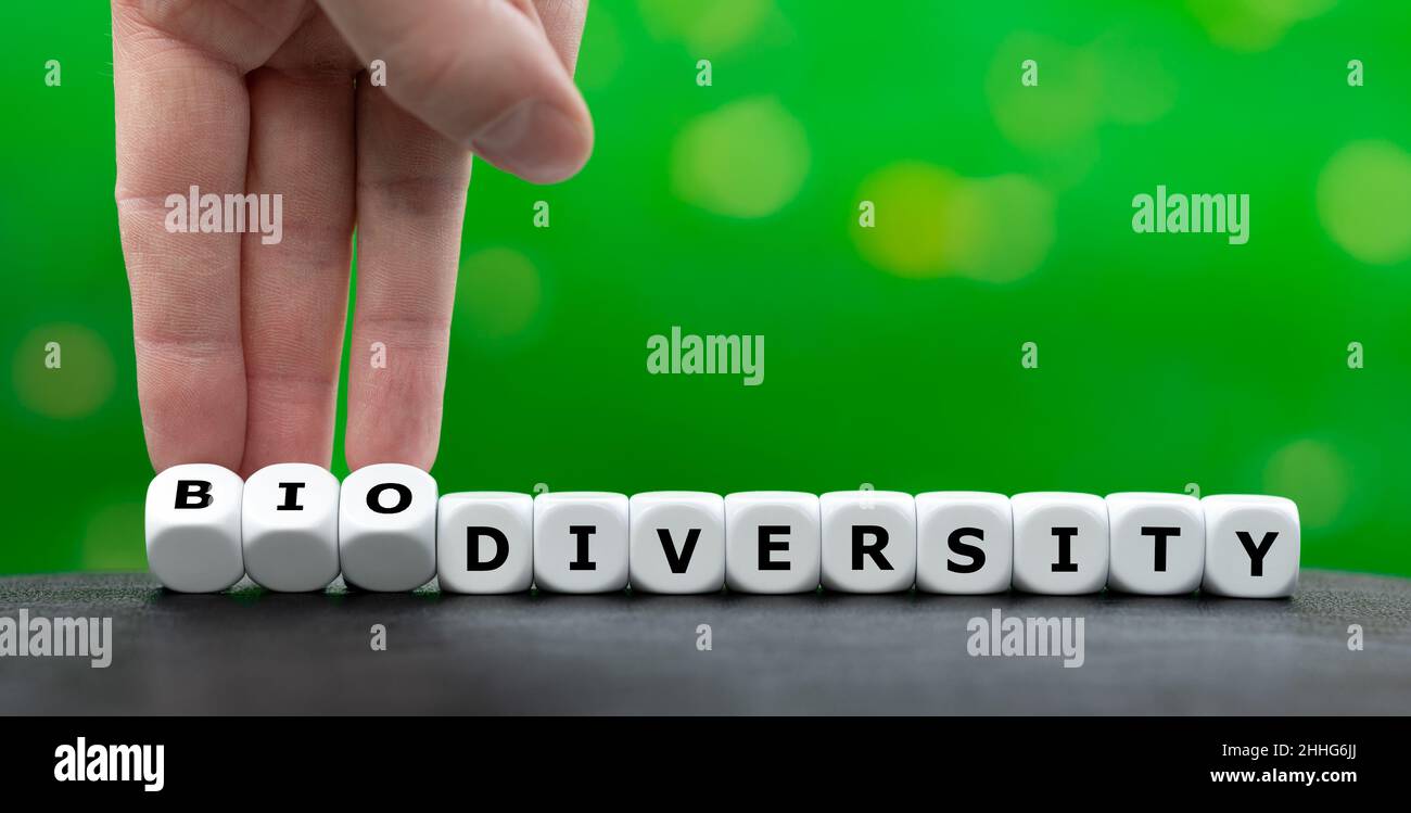 Hand turns dice and changes the word diversity to biodiversity. Stock Photo
