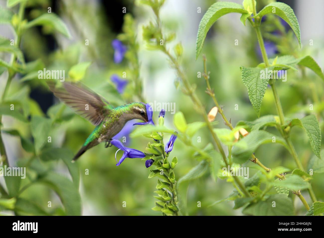 Hummingbird at feeding time Stock Photo Alamy