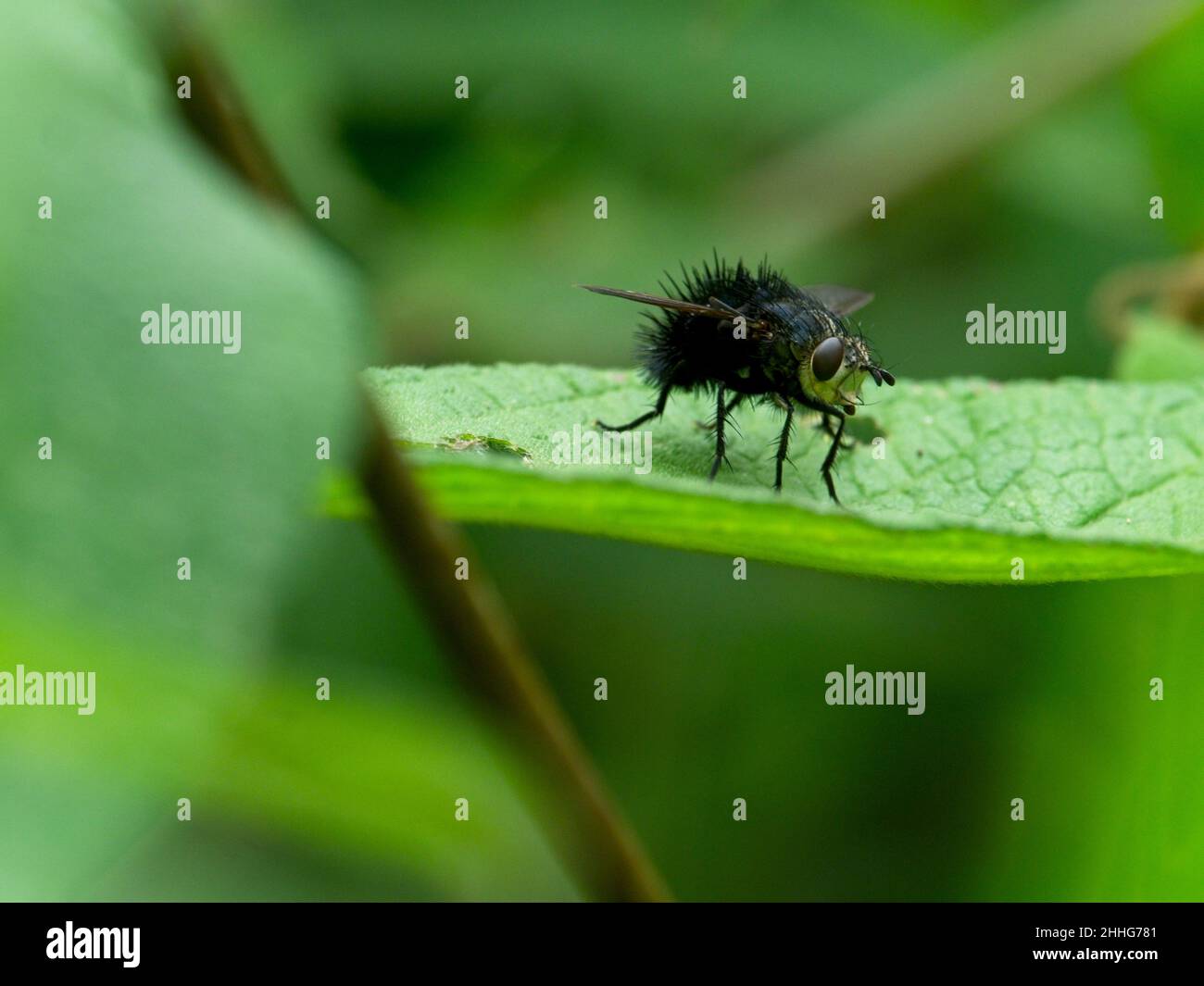 Closeup of a large black Bristle Fly (Tachinidae) sitting on leaf in Vilcabamba, Ecuador. Stock Photo