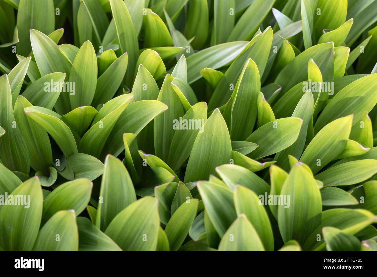 Green leaves of Colchicum speciosum flowering plant in the family Colchicaceae. Stock Photo