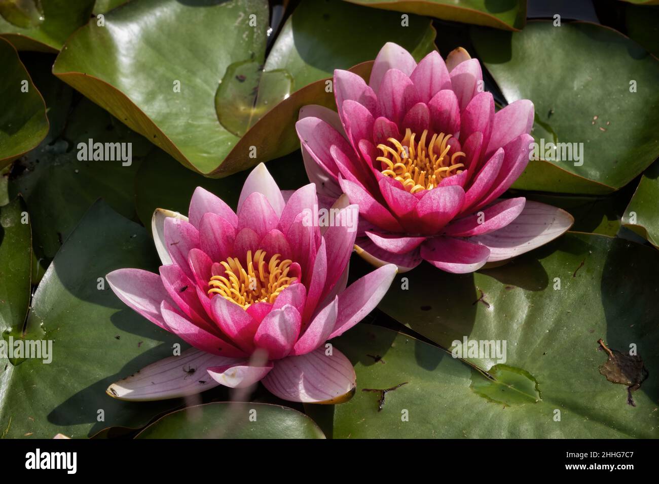 Water lily 'James Brydon' in bloom, deep pink flowering plant in the family Nymphaeaceae. Stock Photo