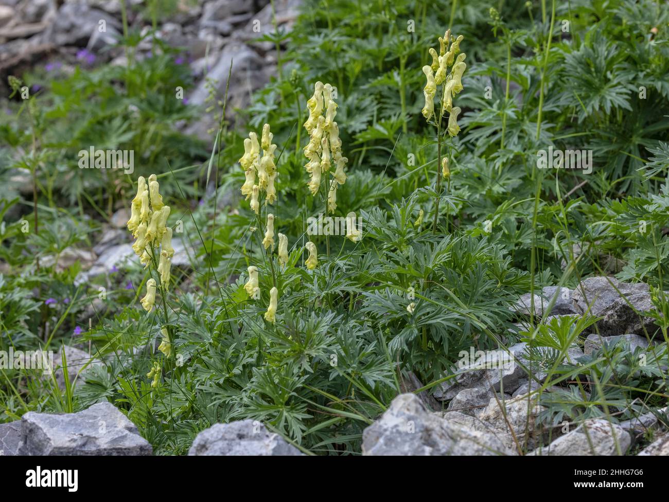 Wolfsbane, Aconitum vulparia, in flower in the Swiss Alps. Stock Photo