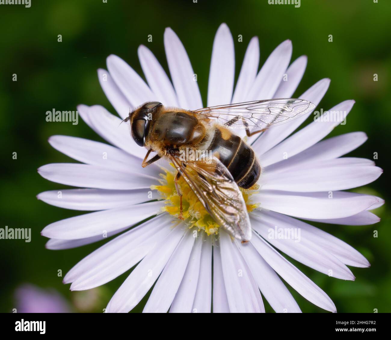 Tapered Drone Fly on an Oxeye daisy Stock Photo