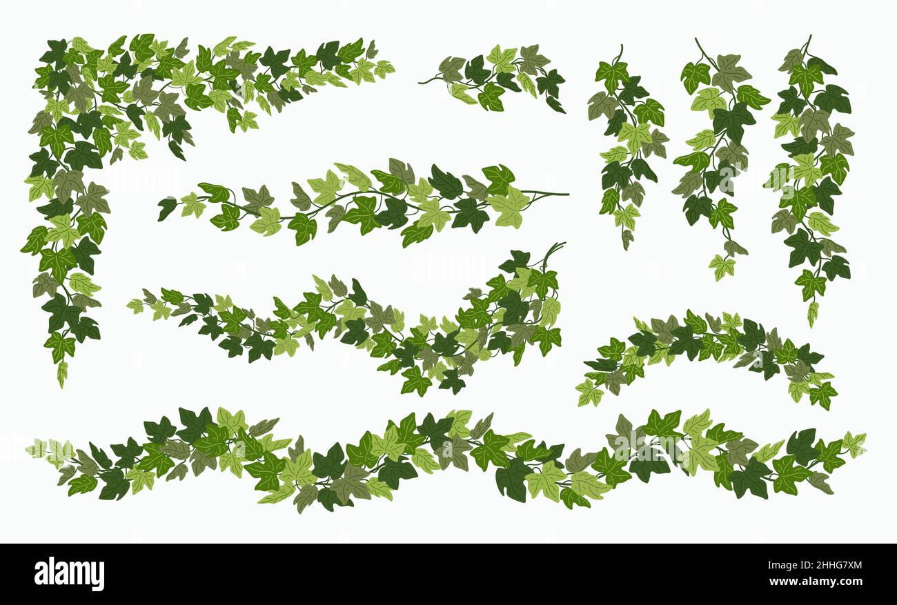 Ivy vines set, various green creeper plant isolated on white background. Vector illustration in flat cartoon style. Stock Vector