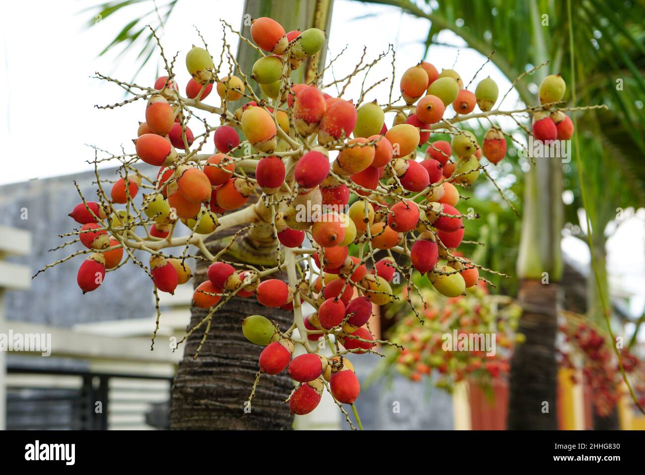 The Arecaceae is a family of perennial flowering plants in the monocot