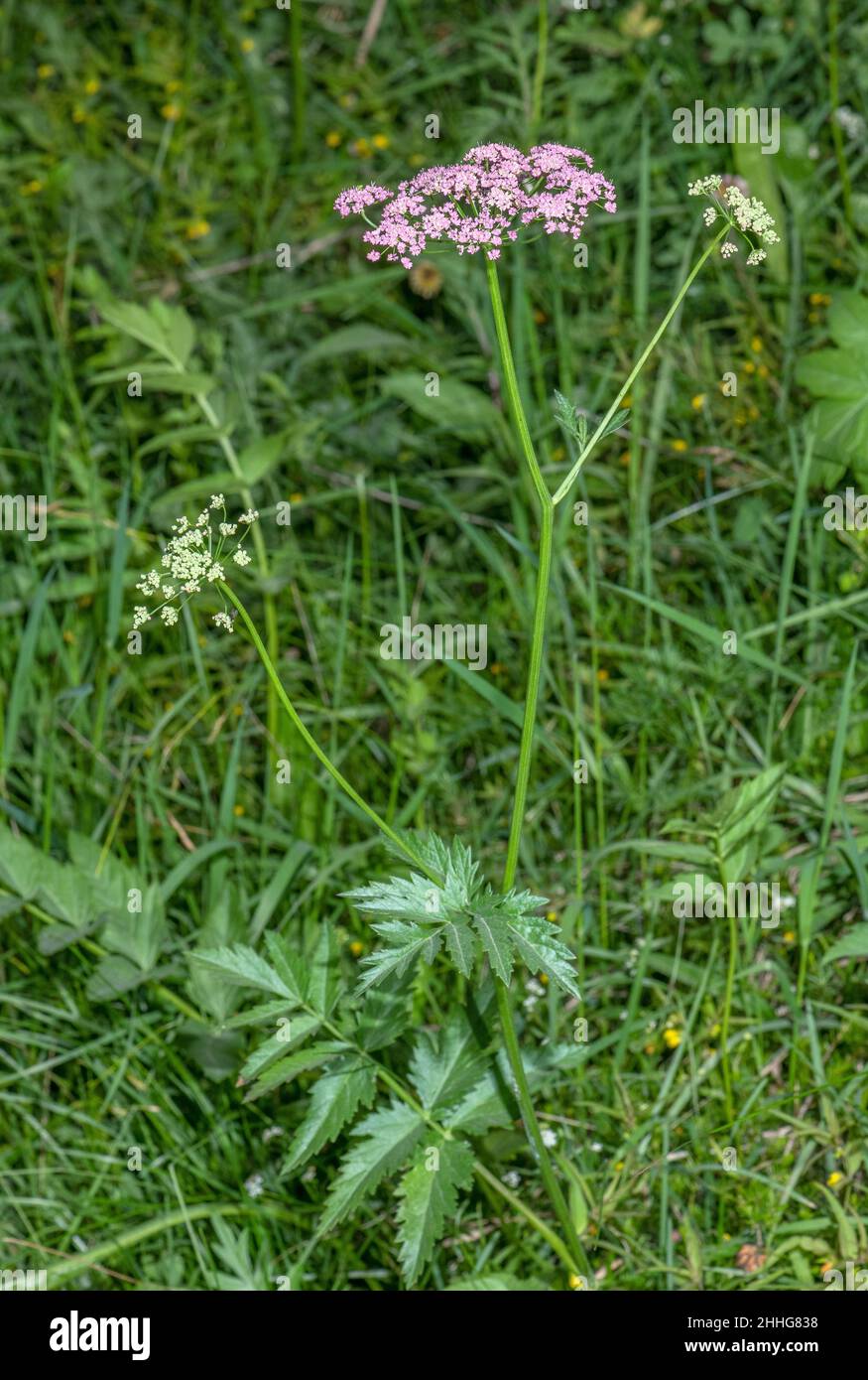 Greater burnet-saxifrage, Pimpinella major in flower in grassland. Stock Photo