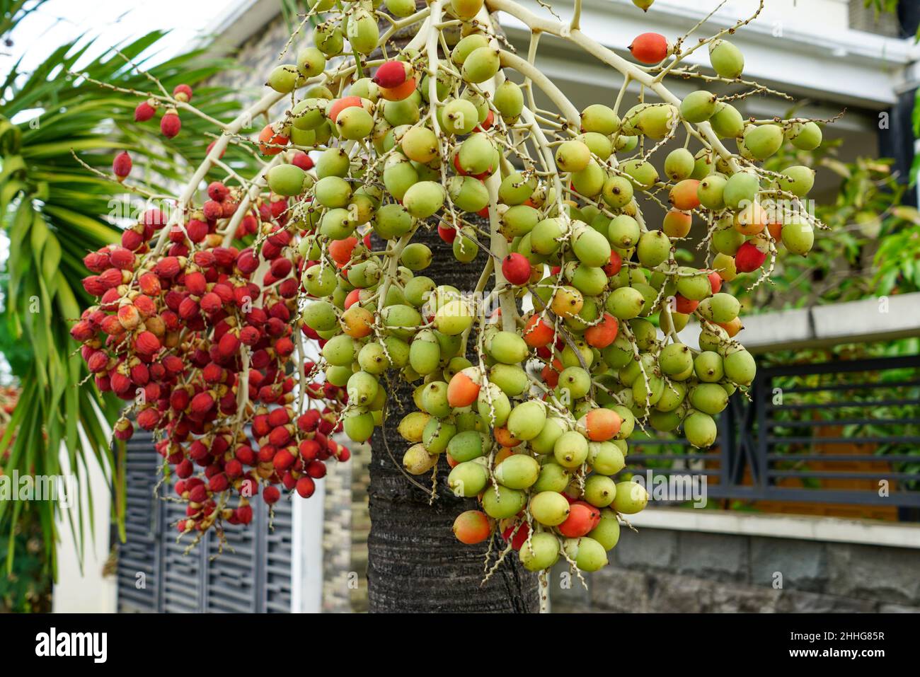 The Arecaceae is a family of perennial flowering plants in the monocot order Arecales. Their growth form can be climbers, shrubs, tree-like. Stock Photo