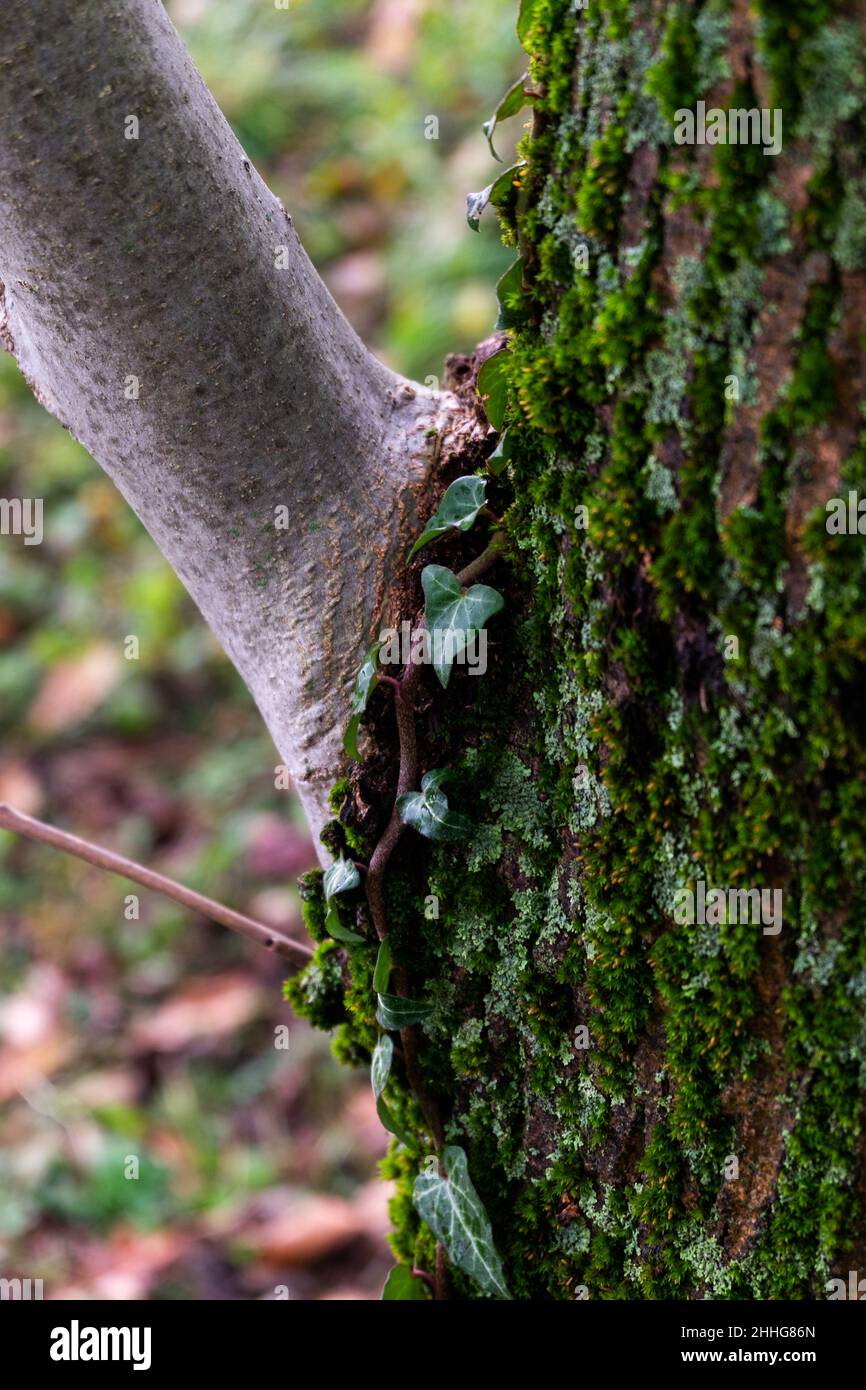 new trunk branch wrapped in moss and with climbing ivy Stock Photo