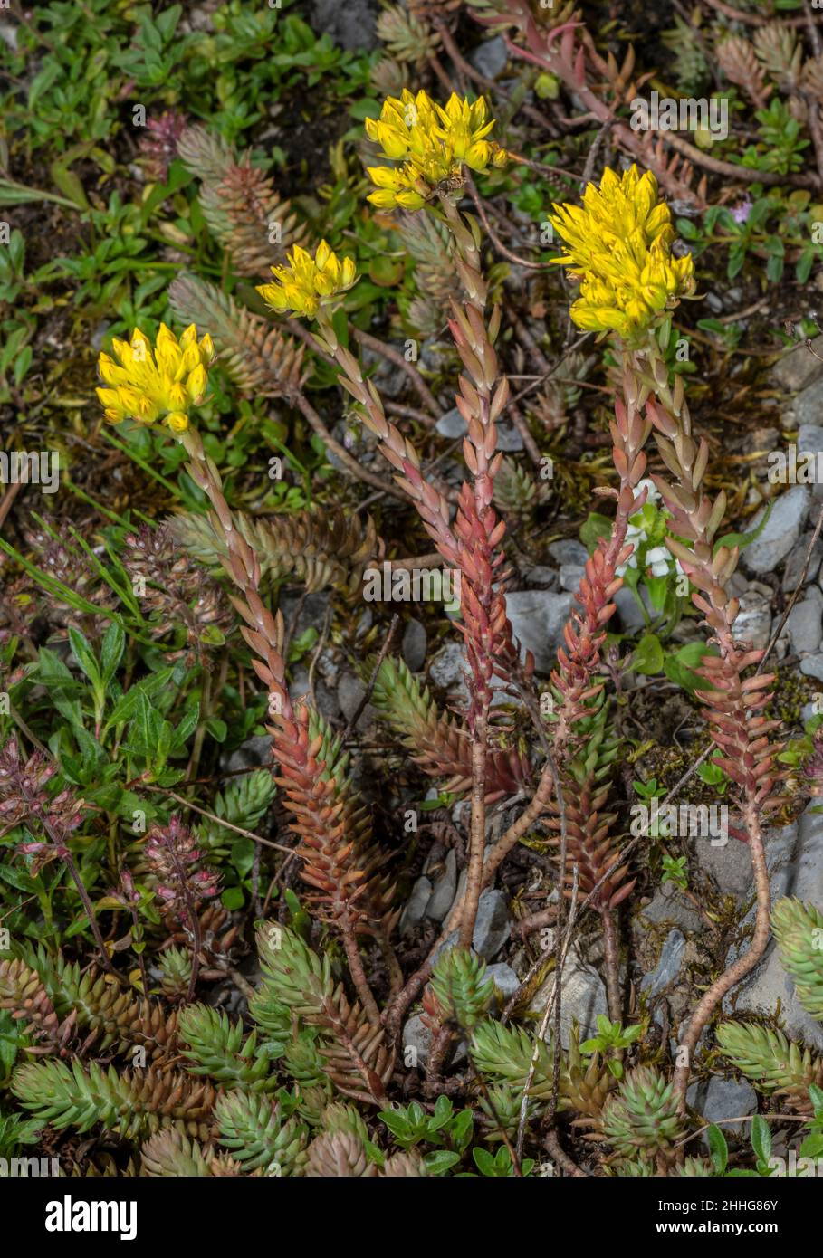 Rock Stonecrop, Sedum forsterianum in flower in the French Alps. Stock Photo