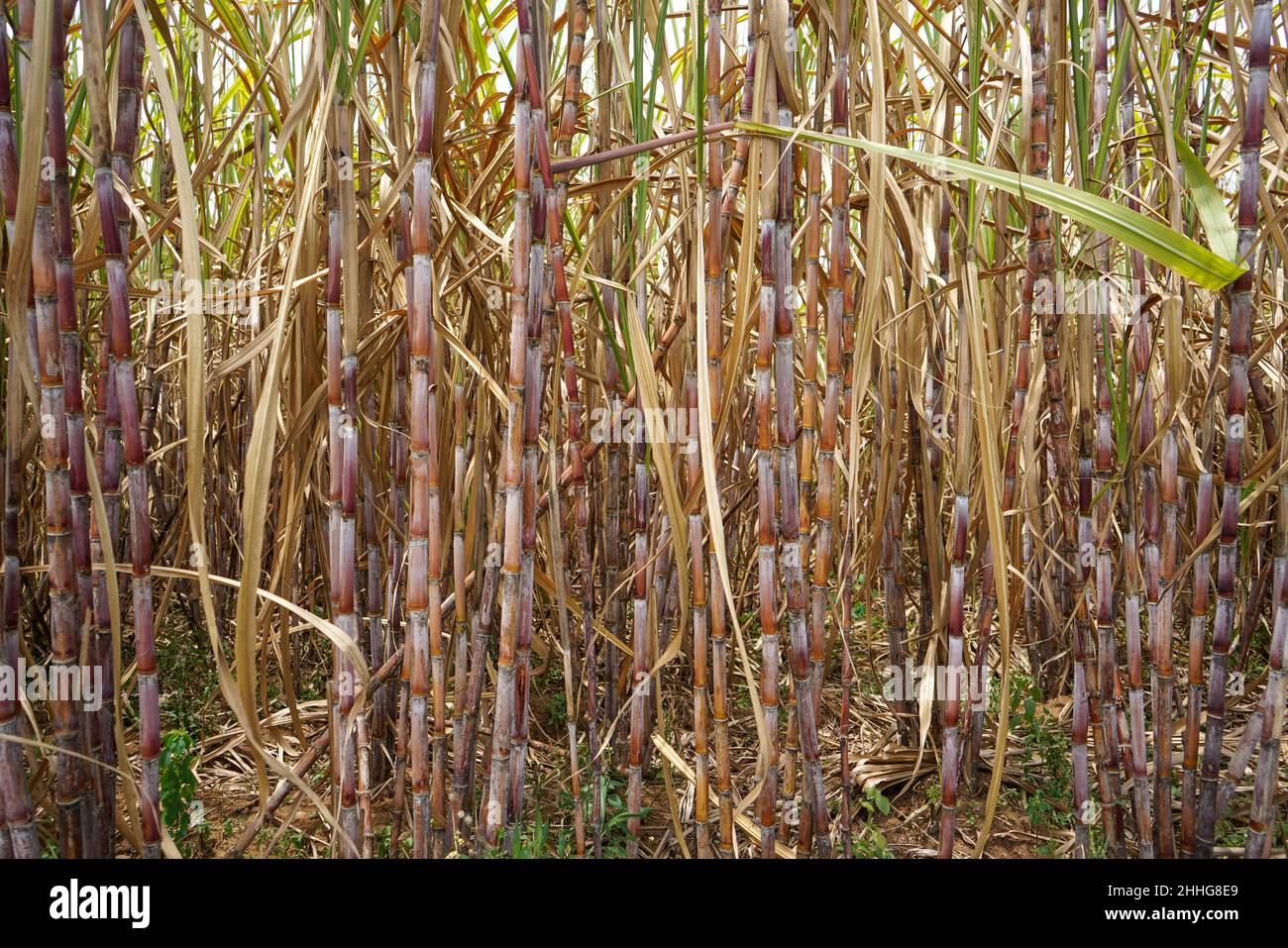 Sugarcane, which is used as raw material for making sugar, thrives in