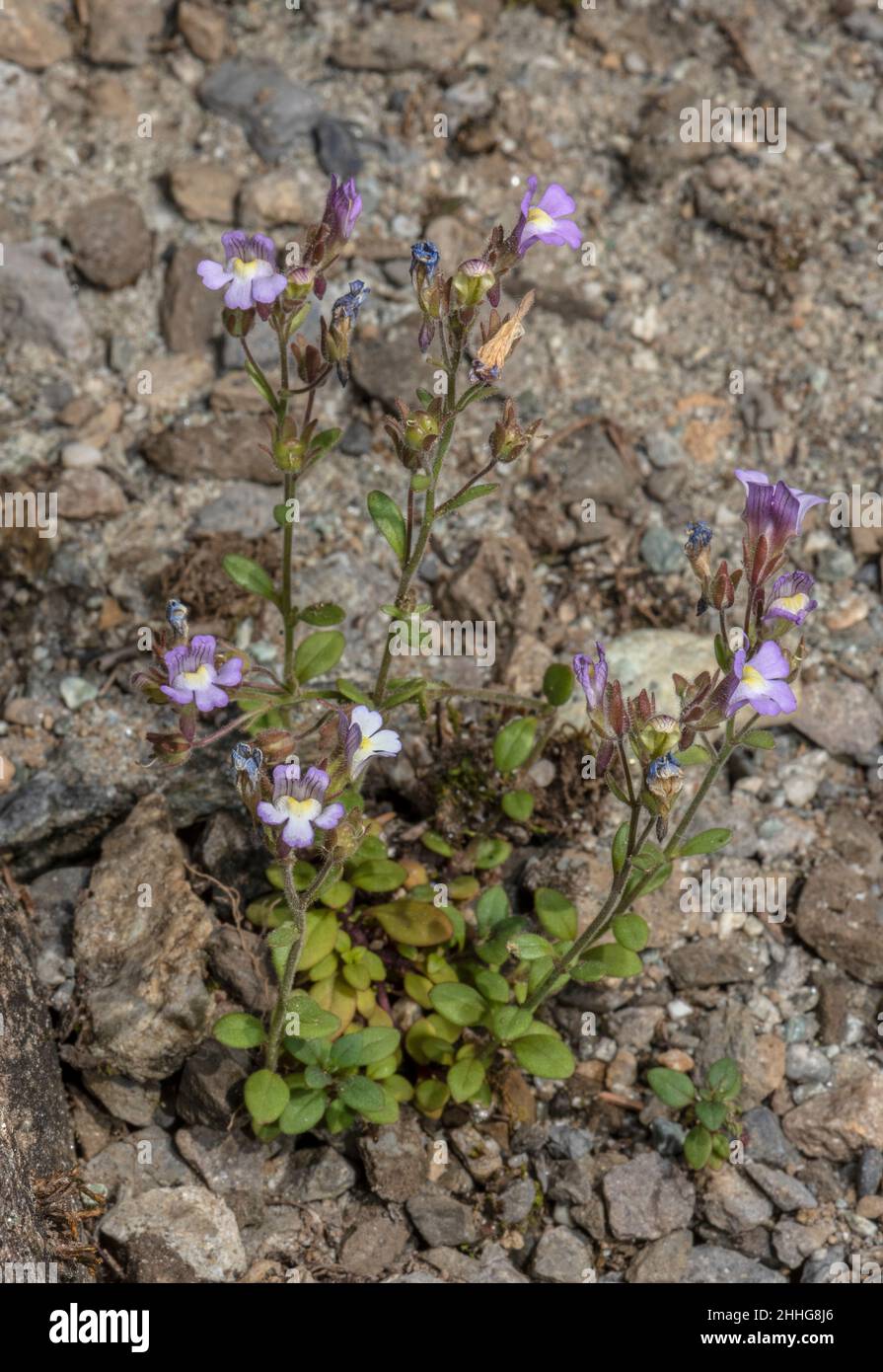 Dwarf Snapdragon, Chaenorhinum origanifolium, in flower in nthe Pyrenees. Stock Photo