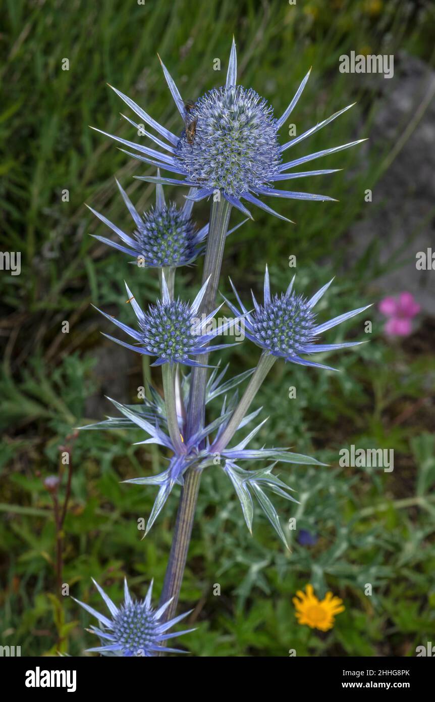 Mediterranean sea holly, Eryngium bourgatii in flower, Pyrenees Stock Photo Alamy
