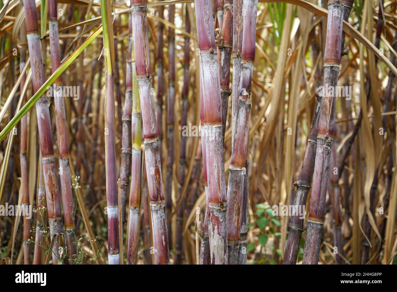Sugarcane, which is used as raw material for making sugar, thrives in