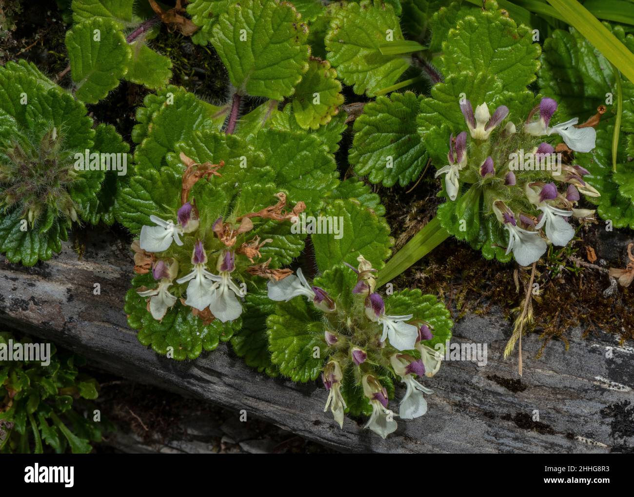 Pyrenean germander, Teucrium pyrenaicum, in flower on rock ledge, Pyrenees. Stock Photo