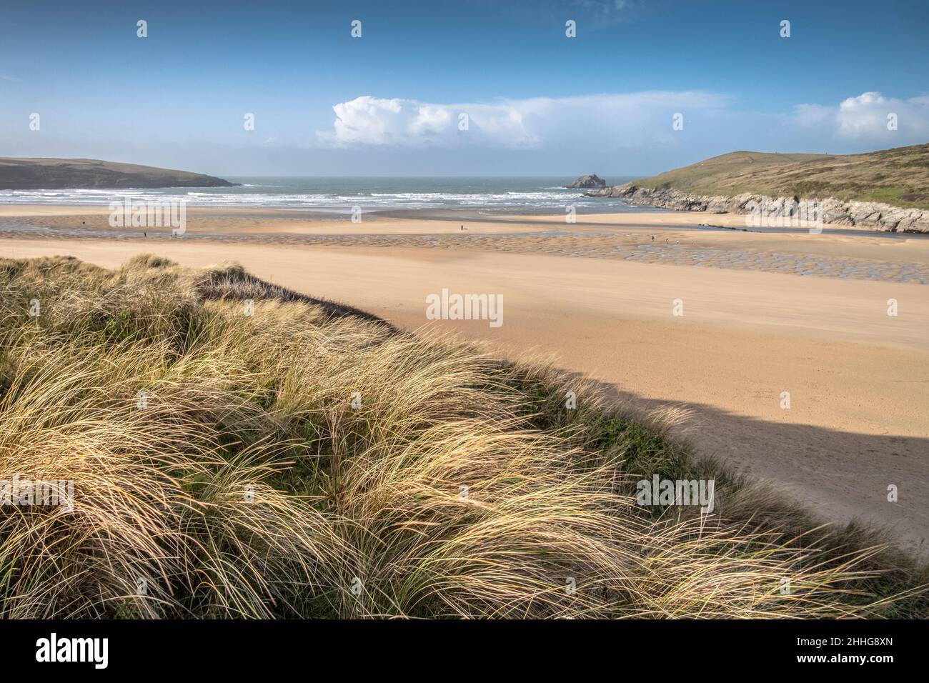 Evening light over Marram Grass Ammophila arenaria growing on the fragile delicate sand dune system at Crantock Beach in Newquay in Cornwall. Stock Photo