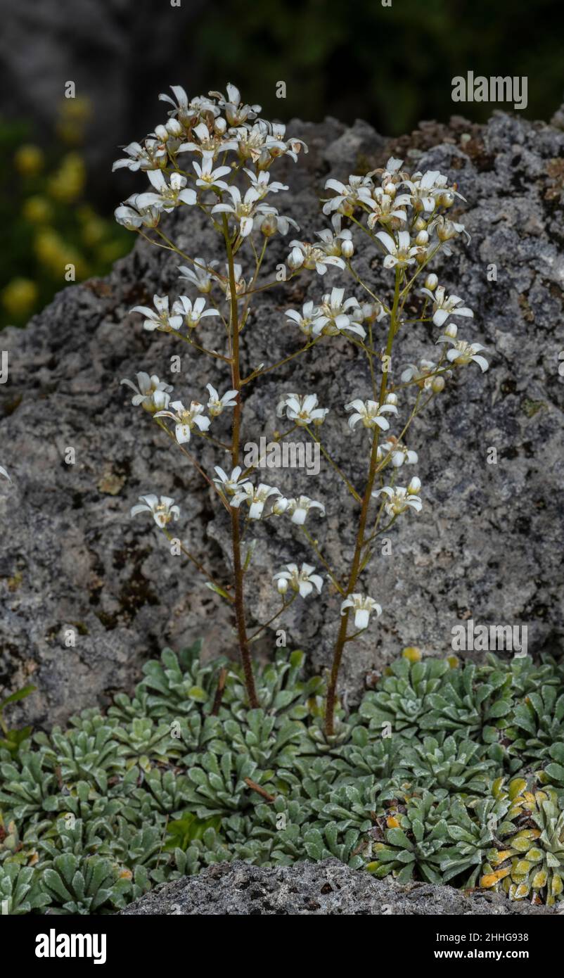 Spoon-leaved saxifrage, Saxifraga cochlearis in flower, Alps. Stock Photo