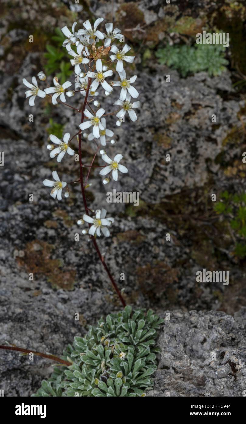 Spoon-leaved saxifrage, Saxifraga cochlearis in flower, Alps. Stock Photo