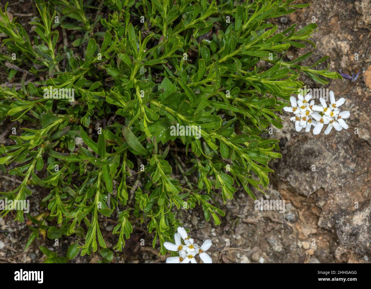 Alpine candytuft, Iberis saxatilis in flower. Stock Photo