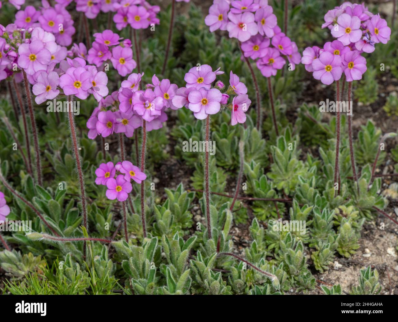 Androsace sarmentosa, in flower in the Himalayas, Nepal Stock Photo