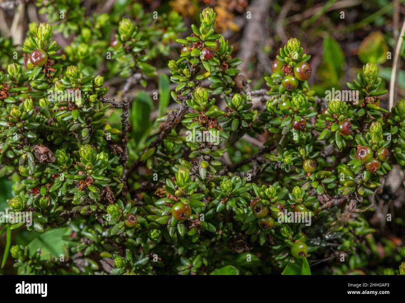 Crowberry, Empetrum nigrum subsp. hermaphroditum, with fading flowers and ripening berries. Stock Photo