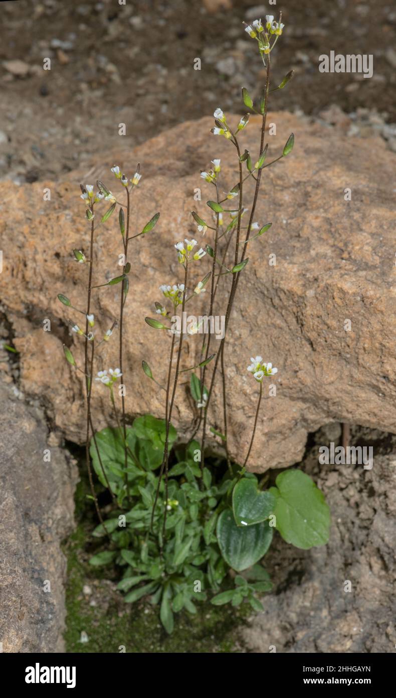 Pygmy whitlow grass, Draba siliquosa in fruit and flower, Italian Alps. Stock Photo