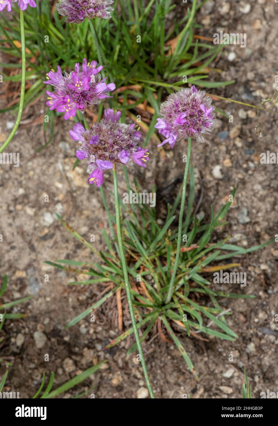 Alpine Thrift, Armeria alpina ssp alpina in flower in the Italian Alps. Stock Photo