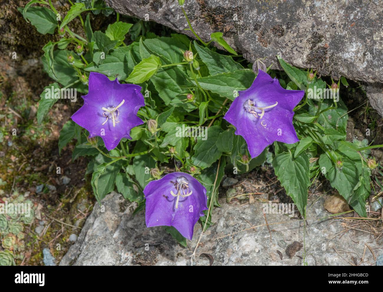 Carpathian bellflower, Campanula carpatica, in flower, in the Carpathians. Stock Photo
