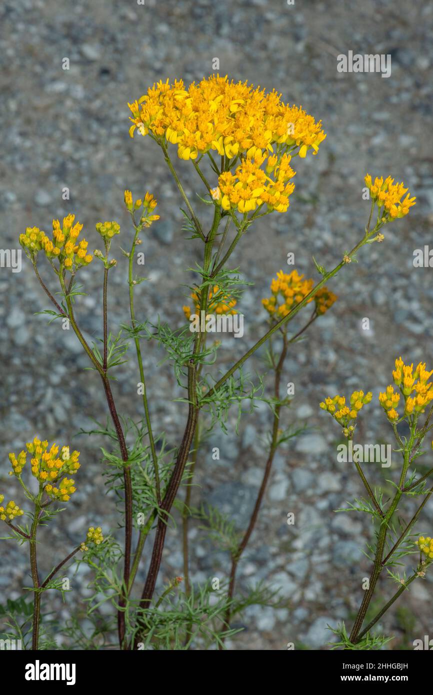 Pinnate-leaved Ragwort, Senecio abrotanifolius, in flower. Alps. Stock Photo