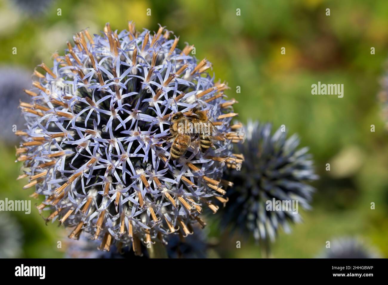 Closeup of Insects on a flower ( Veitch's Blue) Stock Photo