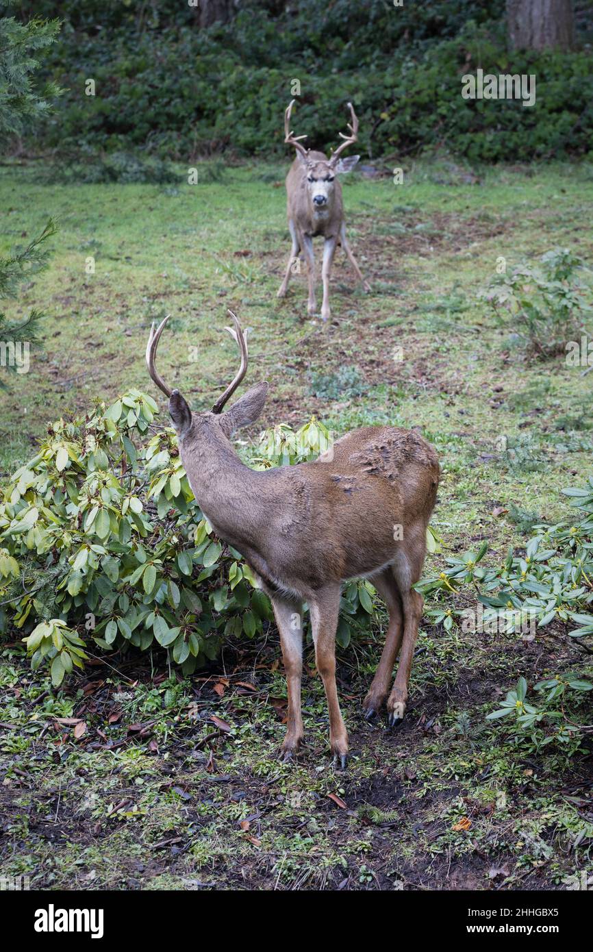 Two bucks with large antlers, looking at each other. Stock Photo