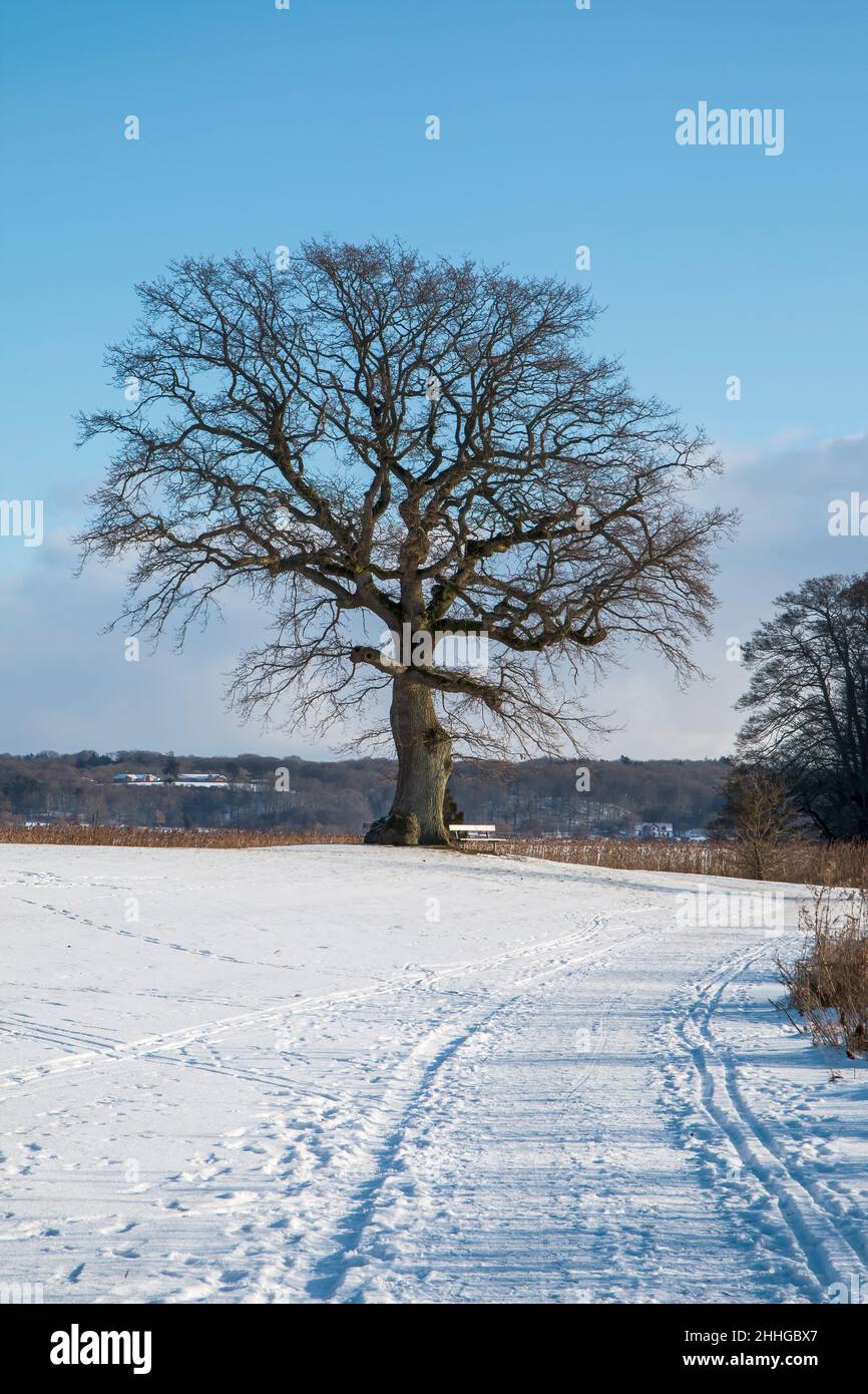 Naked tree in a park at winter time at Skanderborg, Denmark Stock Photo