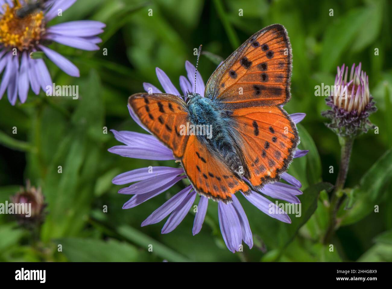 Female Purple-shot Copper, Lycaena alciphron, on Aster sibiricus in garden. Stock Photo