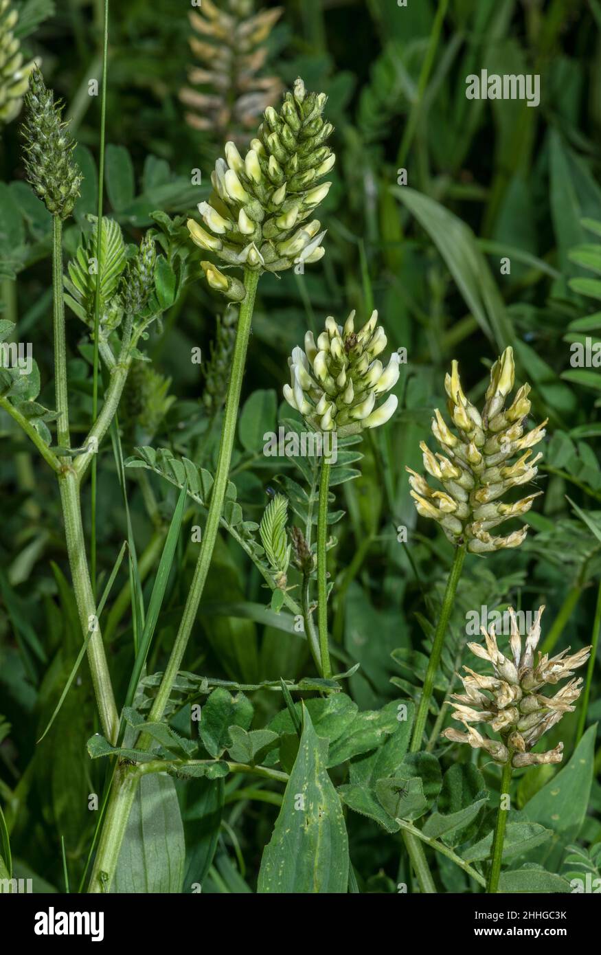Chickpea milkvetch, Astragalus cicer in flower, Italian Alps. Stock Photo