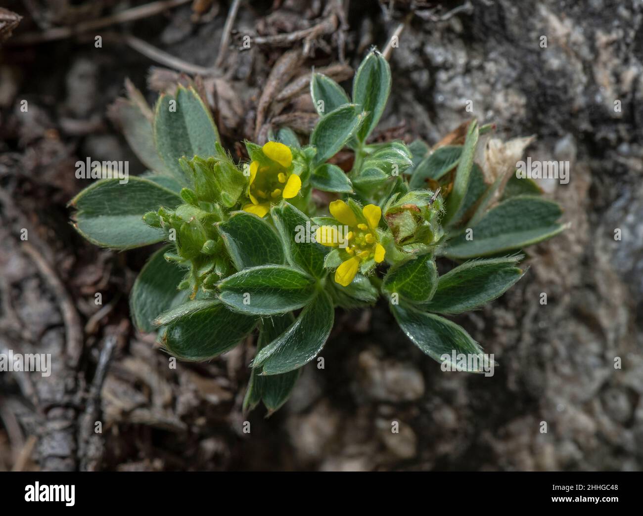 Sibbaldia, Sibbaldia procumbens, in flower, Italian Alps. Stock Photo