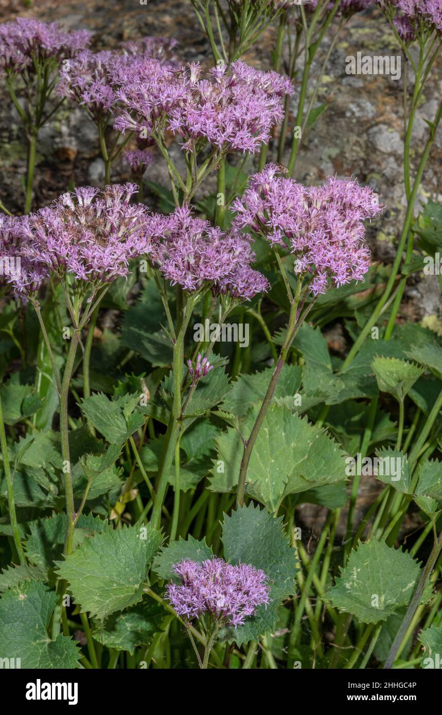 Adenostyles, Adenostyles alpina, in flower, Italian Alps. Stock Photo