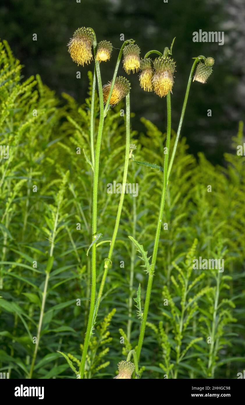 Yellow Melancholy Thistle, Cirsium erisithales, in flower, Swiss Alps. Stock Photo