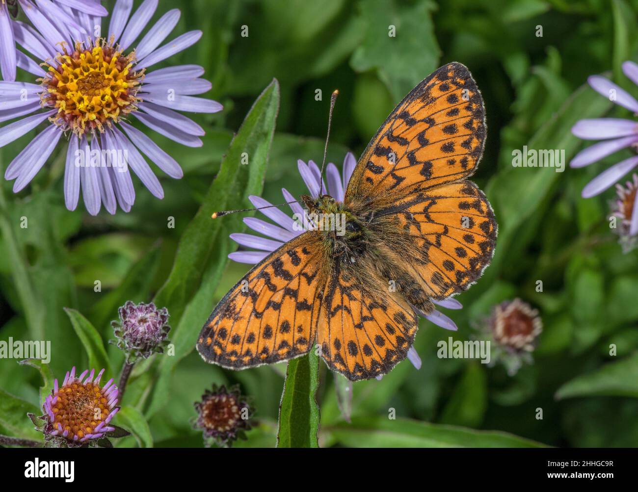 Small Pearl-bordered Fritillary, Boloria selene, on Aster sibiricus in a wildlife garden. Stock Photo