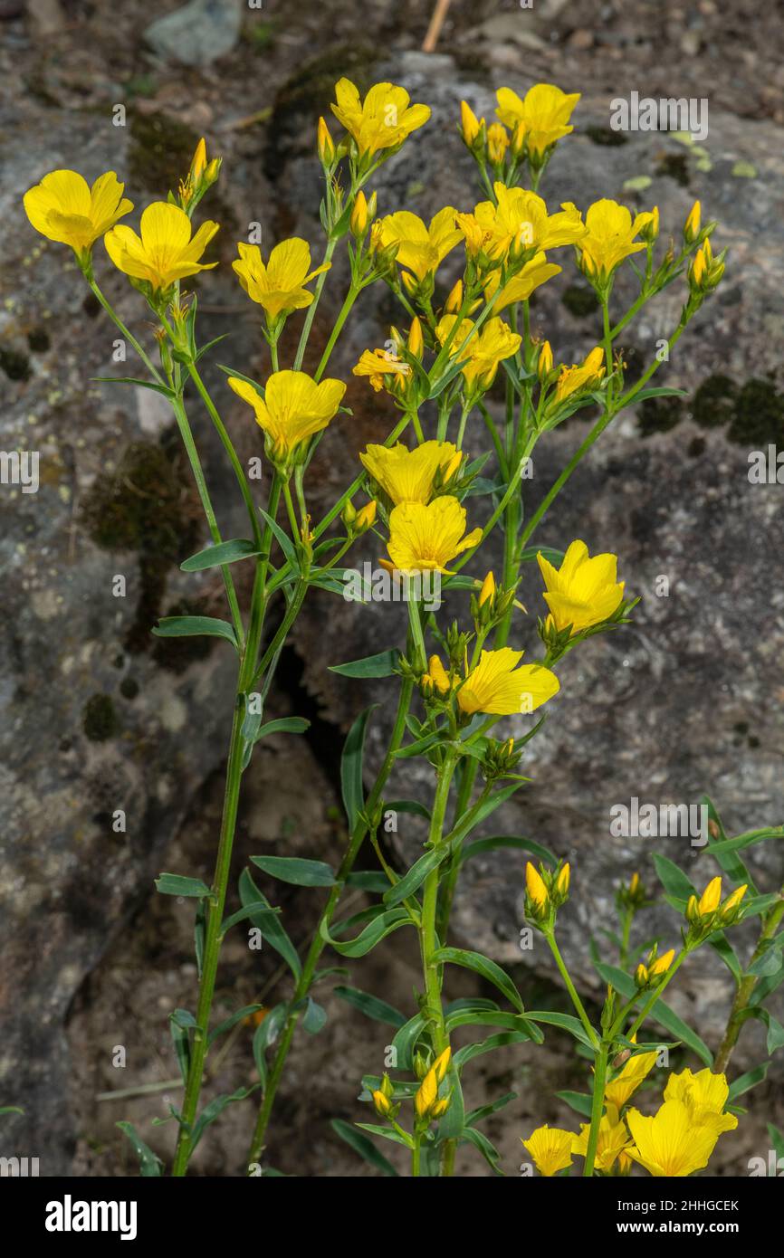 A yellow flax, Linum campanulatum in flower. Stock Photo