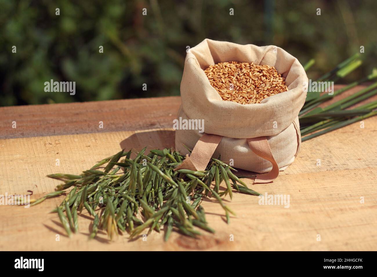 Oat - bag with grains, ears of grain Stock Photo