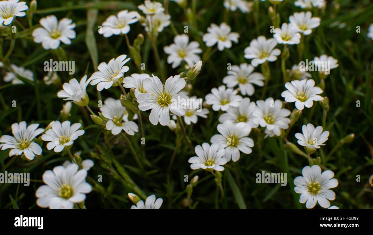 several white flowers of the common field hornwort Stock Photo