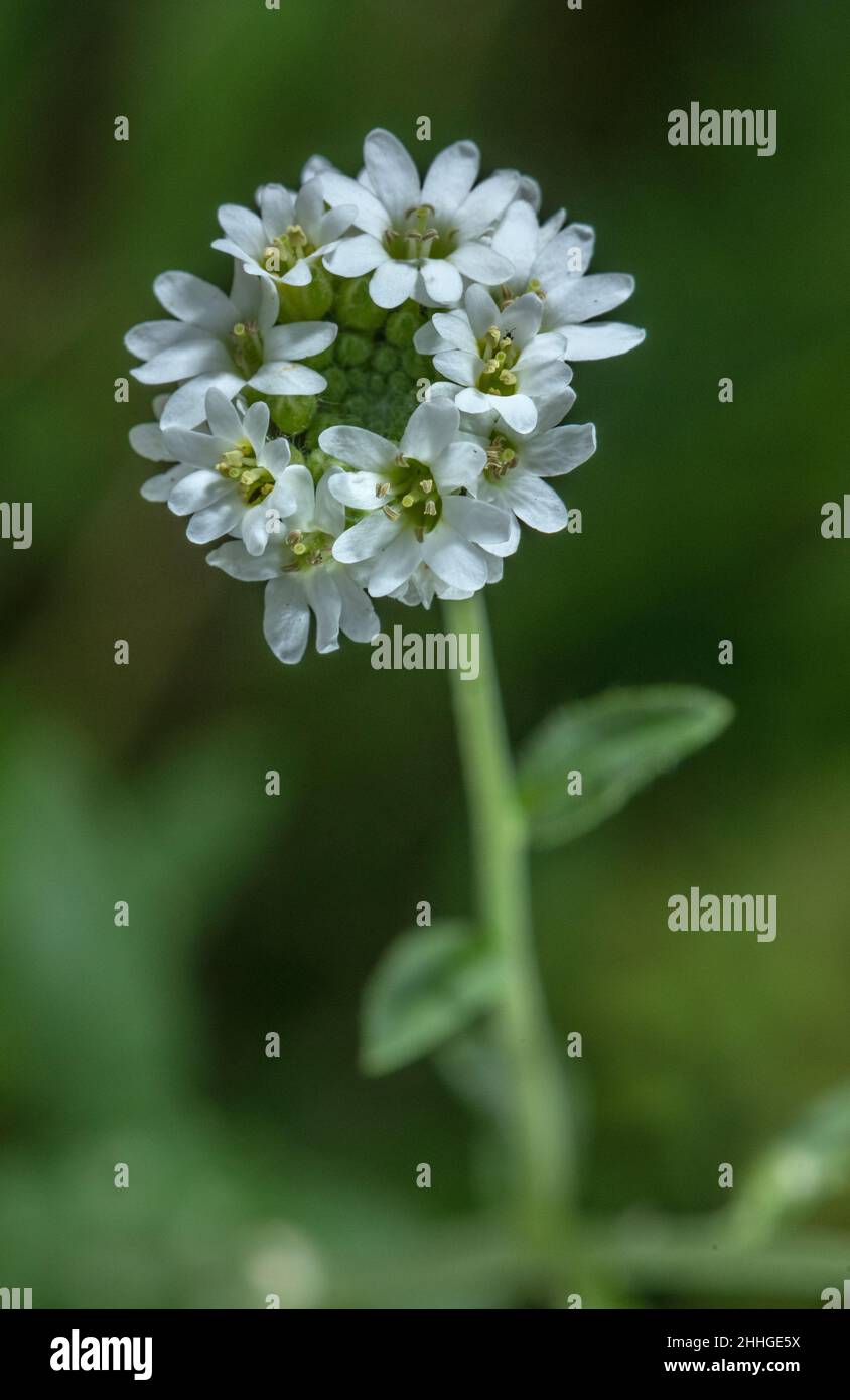 Hoary alyssum hi-res stock photography and images - Alamy
