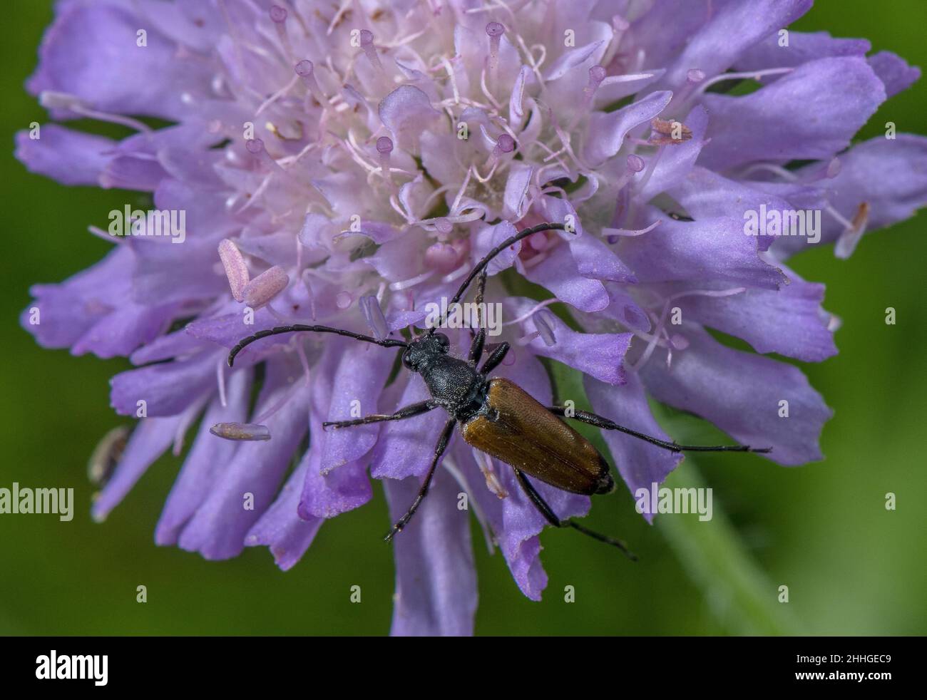 Male Red-brown Longhorn Beetle, Stictoleptura rubra, on Field Scabious flower. Stock Photo