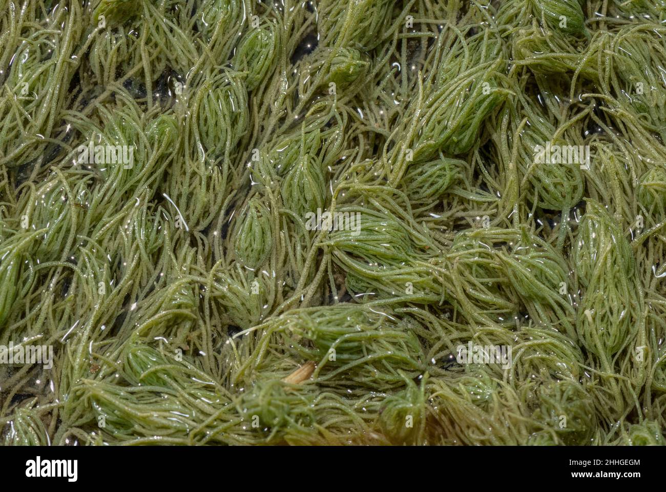 An alga, Chara, charophyte in lime-rich stream, east France. Stock Photo