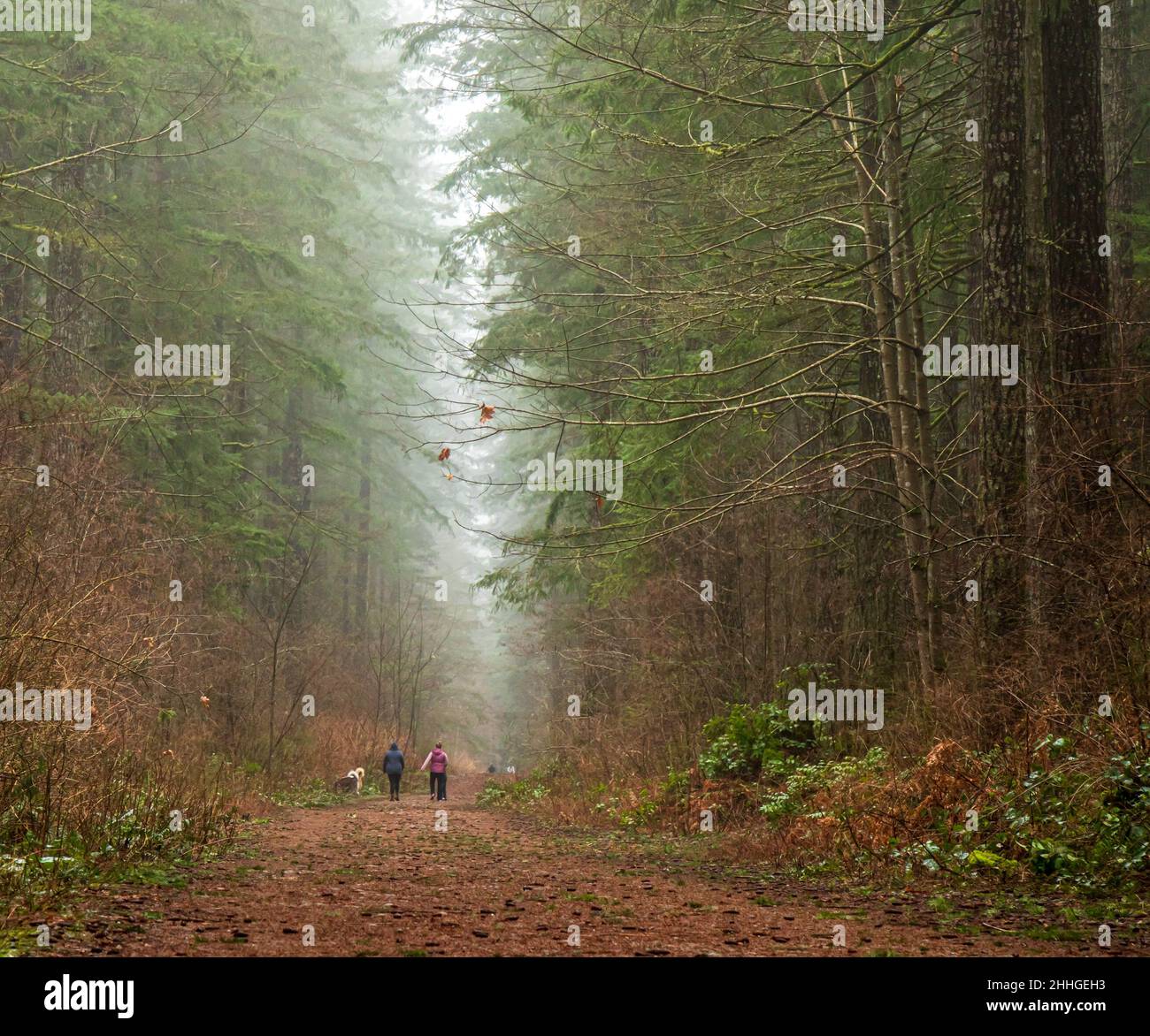 Walking on a forest trail, misty, mysterious, dreamy mood with mist rising through the trees.  Typical British Columbia forest. Stock Photo