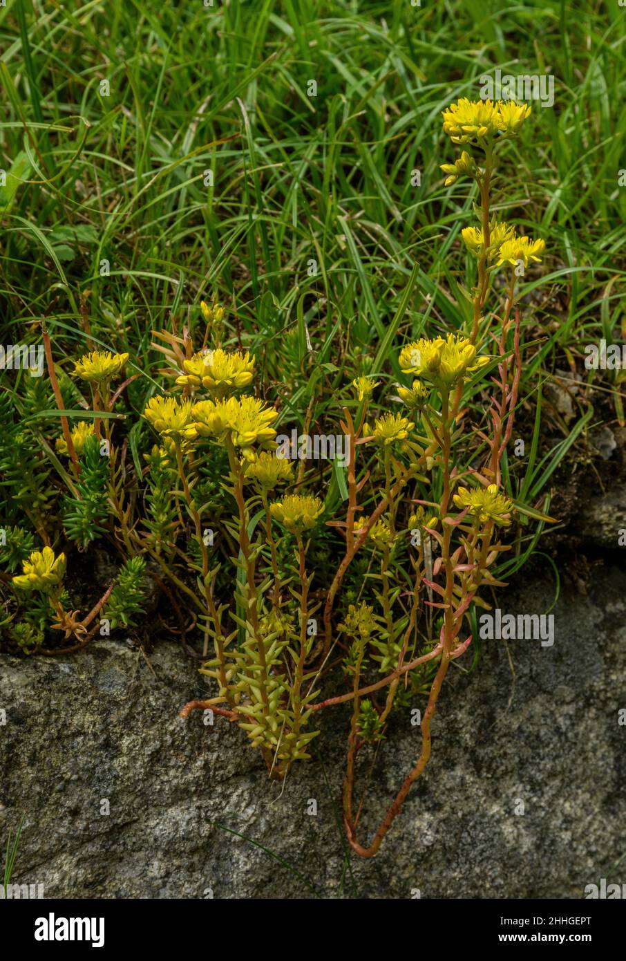 Mountain Stonecrop, Sedum montanum, in flower, French Akps. Stock Photo