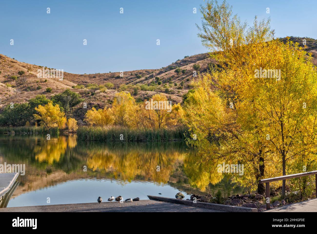 Pena Blanca Lake, willow trees in autumn, Atascosa Mountains, Coronado ...