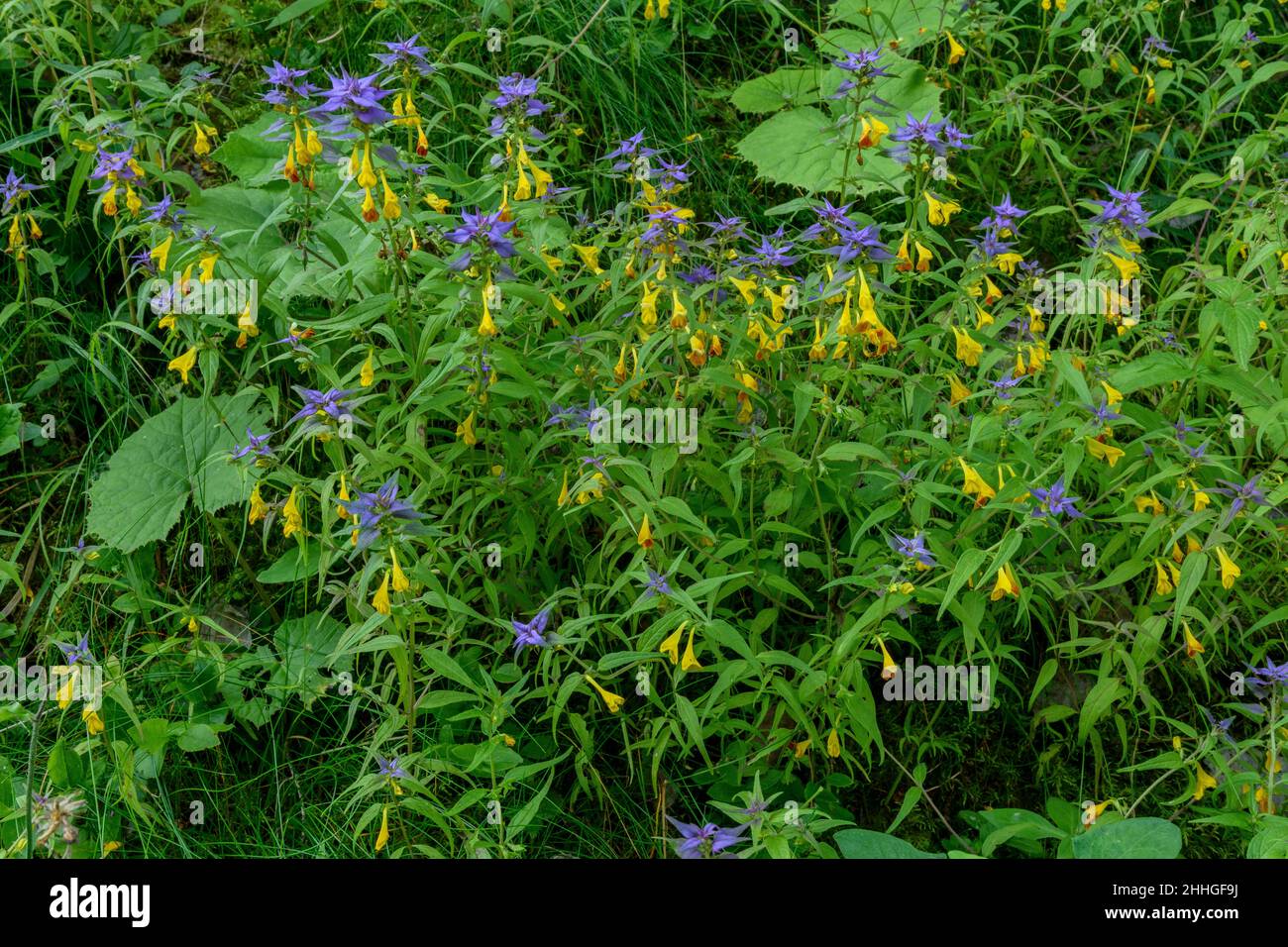 Blue Cow-wheat, Melampyrum nemorosum, in flower on woodland edge, French Alps. Stock Photo